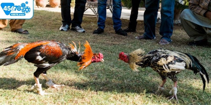 Các trận đá gà trực tiếp diễn ra trong thời gian rất ngắn