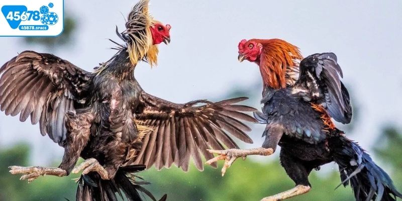 Cần nắm rõ các luật đá gà Campuchia Thomo hôm nay