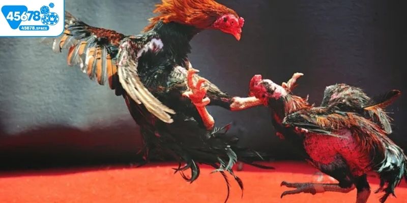 Cần nắm rõ các quy định cược khi tham gia đá gà trực tiếp hôm nay