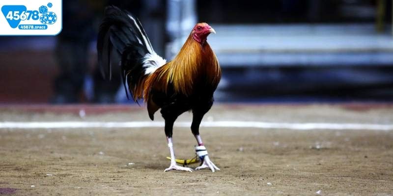 Cần nghiên cứu kỹ lưỡng chiến kê trước khi cá cược đá gà