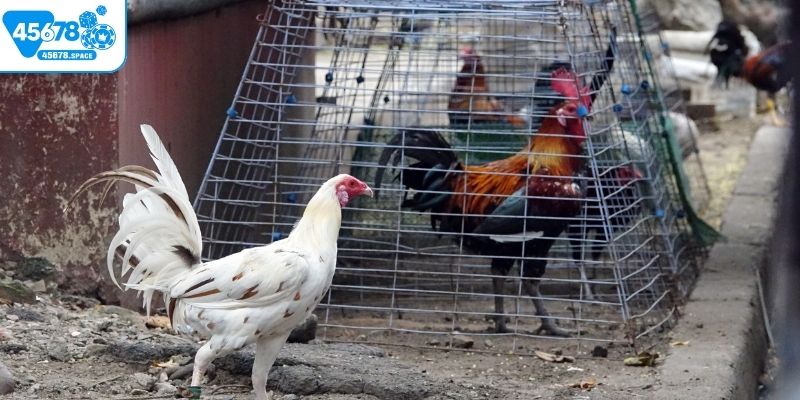 Cần tìm hiểu chiến kê kỹ lưỡng khi cược đá gà Campuchia C3