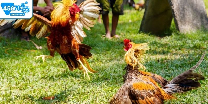 Cần tìm hiểu thông tin chiến kê trước khi đặt cược đá gà trực tiếp hôm nay