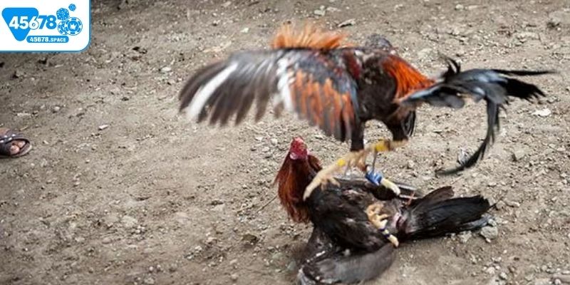 Chiến lược chơi đá gà 45678 để thành công