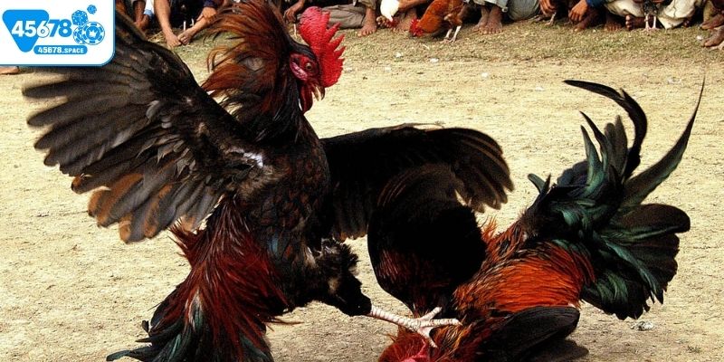 Đá gà C3 Campuchia là nơi hội tụ những trận đấu kịch tính nhất