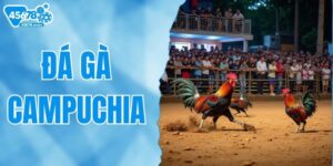 Xem Trực Tiếp Đá Gà Campuchia Tại 45678 Cực Hấp Dẫn