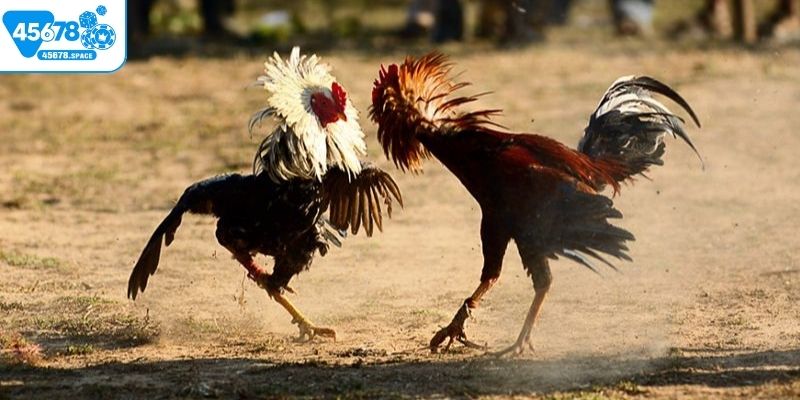 Đá gà Campuchia Thomo cung cấp các trận đấu trực tiếp qua Internet