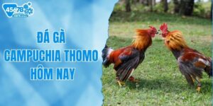 Đá Gà Campuchia Thomo Hôm Nay: Trải Nghiệm Đỉnh Cao