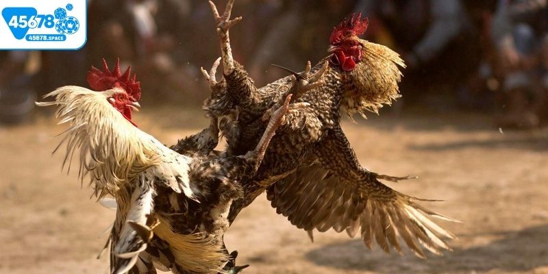 Đá gà Campuchia Thomo hôm nay được phát sóng với hình ảnh rõ nét