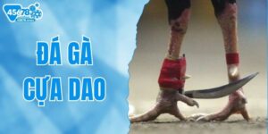 da-ga-cua-dao