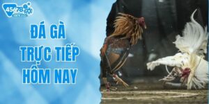 Đá Gà Trực Tiếp Hôm Nay Và Kinh Nghiệm Cược Hiệu Quả