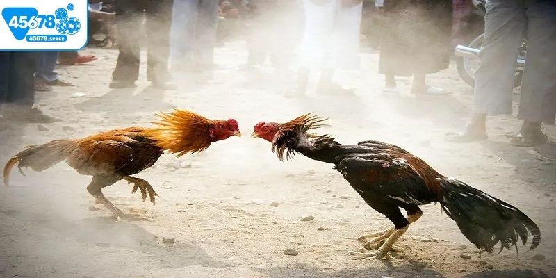 Đấu trường đá gà Campuchia là gì?