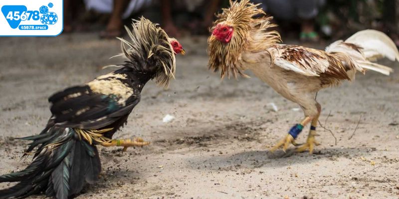 Hướng dẫn cách bắt kèo đá gà chuẩn