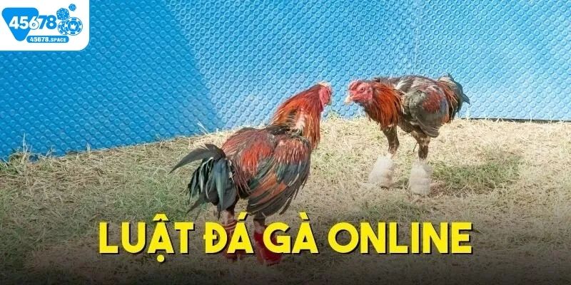 Luật vàng khi tham gia đá gà Campuchia cần nắm bắt