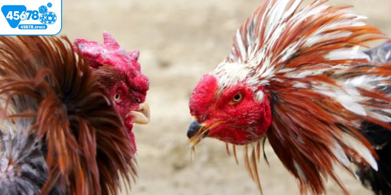 Mẹo soi kèo cá độ gà chọi