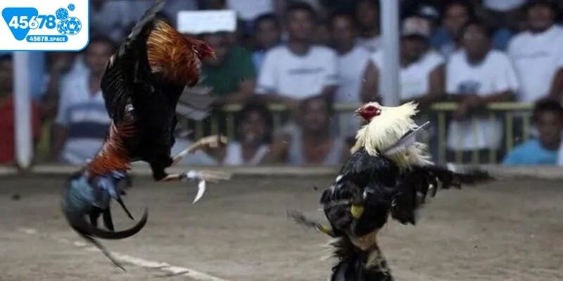 Nên lựa chọn đá gà cựa dao trực tiếp hay trực tuyến?