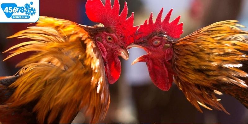 Những bộ môn đá gà 45678 được yêu thích nhất