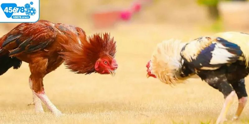 Những ưu điểm tạo nên sức hút của sảnh đá gà 45678