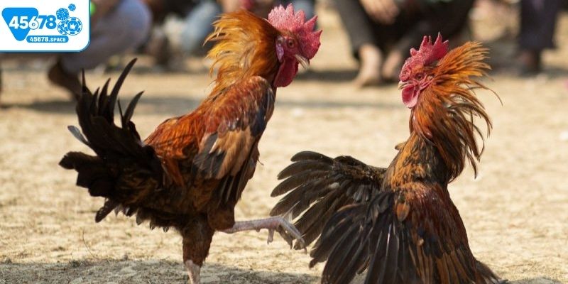 Quy định về chạng gà và cựa gà
