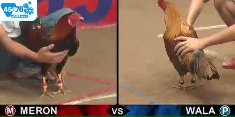 Quy ước khi chơi đá gà trực tuyến tại 45678