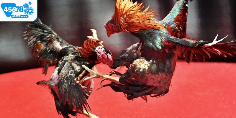 Thắc mắc khi bắt kèo gà chọi