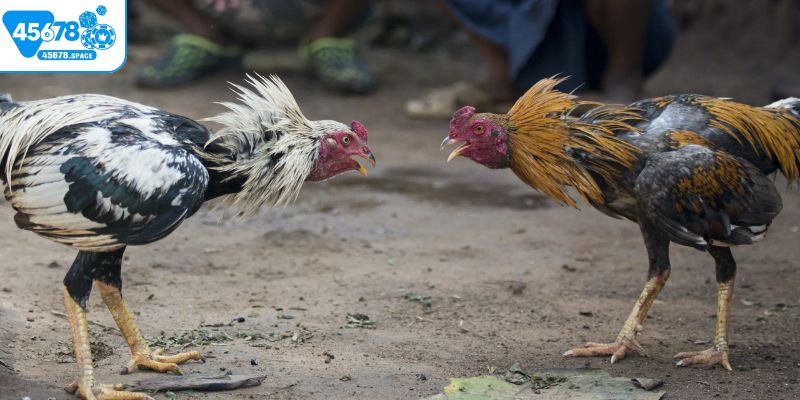 Tìm hiểu về kèo đá gà