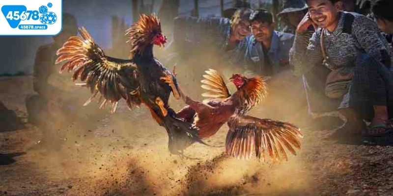 Tổng quan sảnh cược đá gà 45678