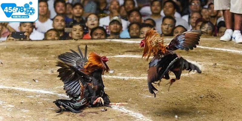 Ưu điểm khi trải nghiệm đá gà trực tuyến